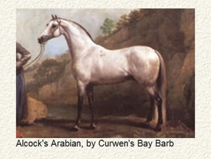 alcocks-arabian