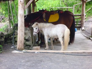 jeju-pony